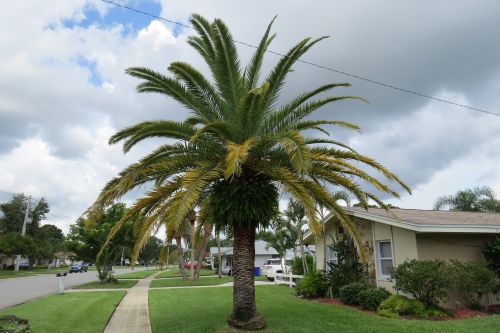 phoenix-canariensis-canary-island-date-palm-pineapple-palm