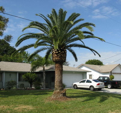 phoenix-canariensis-canary-island-date-palm-pineapple-palm