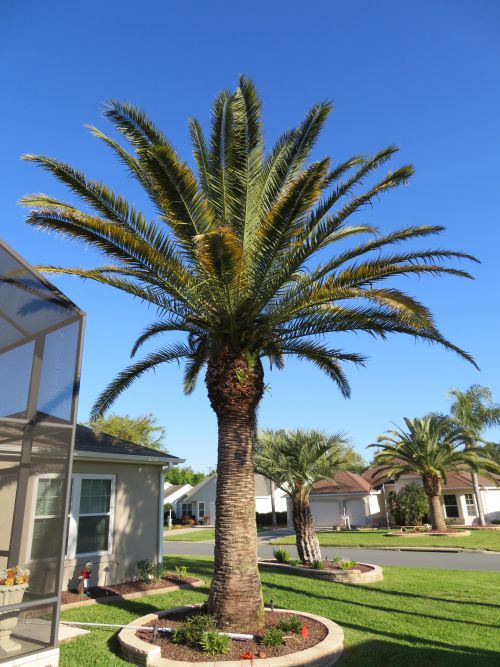 phoenix-canariensis-canary-island-date-palm-pineapple-palm