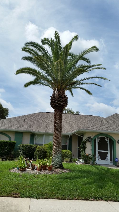 phoenix-canariensis-canary-island-date-palm-pineapple-palm