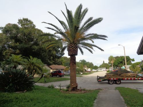phoenix-canariensis-canary-island-date-palm-pineapple-palm