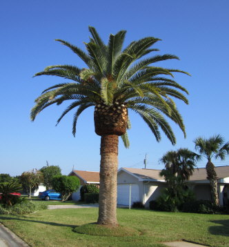 phoenix-canariensis-canary-island-date-palm-pineapple-palm