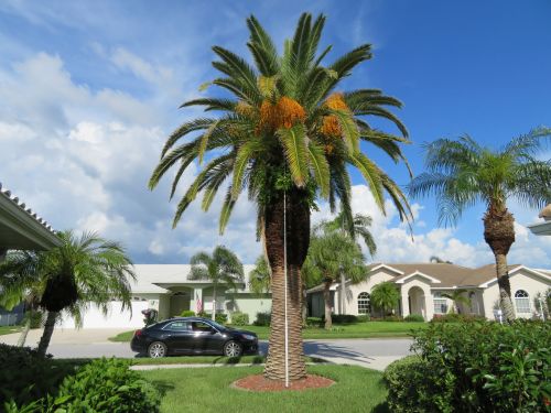 phoenix-canariensis-canary-island-date-palm-pineapple-palm