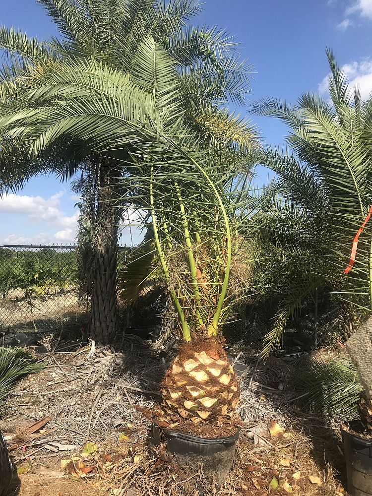 phoenix-canariensis-canary-island-date-palm-pineapple-palm