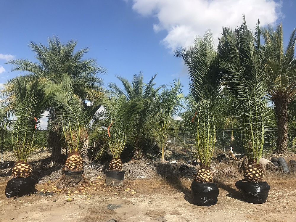 phoenix-canariensis-canary-island-date-palm-pineapple-palm