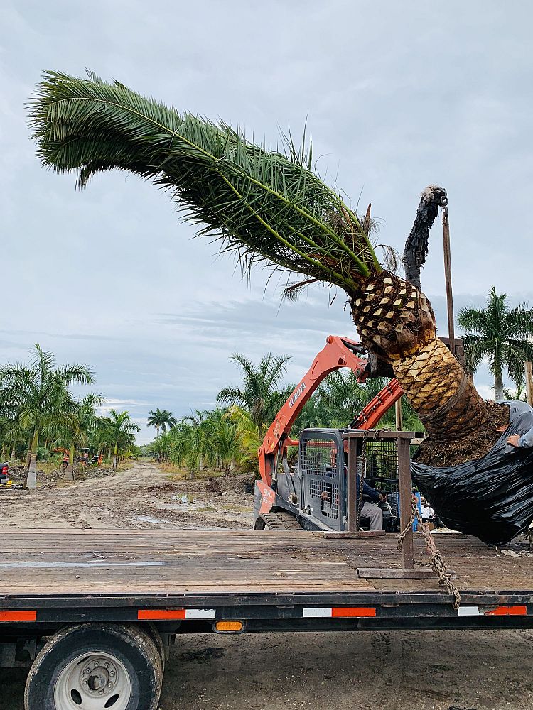 phoenix-canariensis-canary-island-date-palm-pineapple-palm
