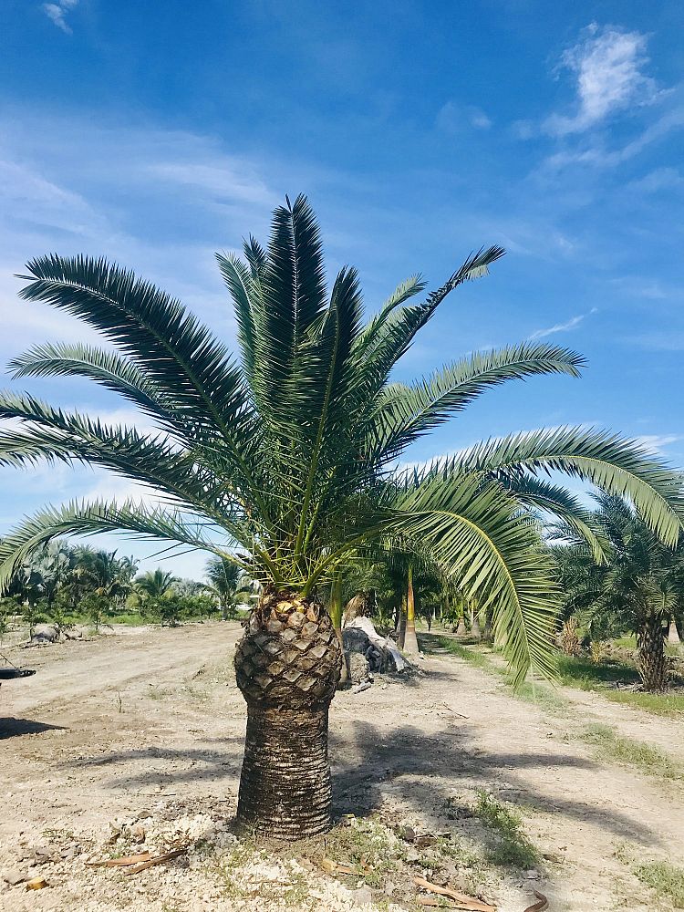 phoenix-canariensis-canary-island-date-palm-pineapple-palm