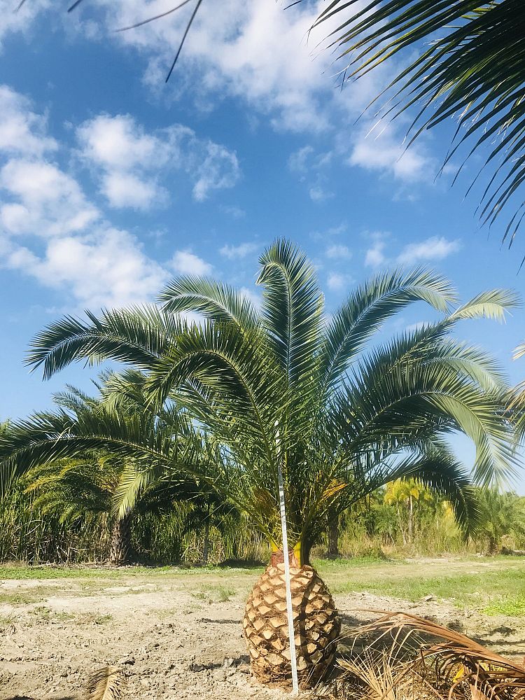 phoenix-canariensis-canary-island-date-palm-pineapple-palm