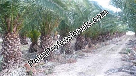 phoenix-canariensis-canary-island-date-palm-pineapple-palm