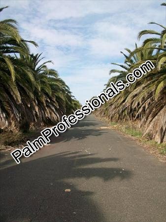 phoenix-canariensis-canary-island-date-palm-pineapple-palm