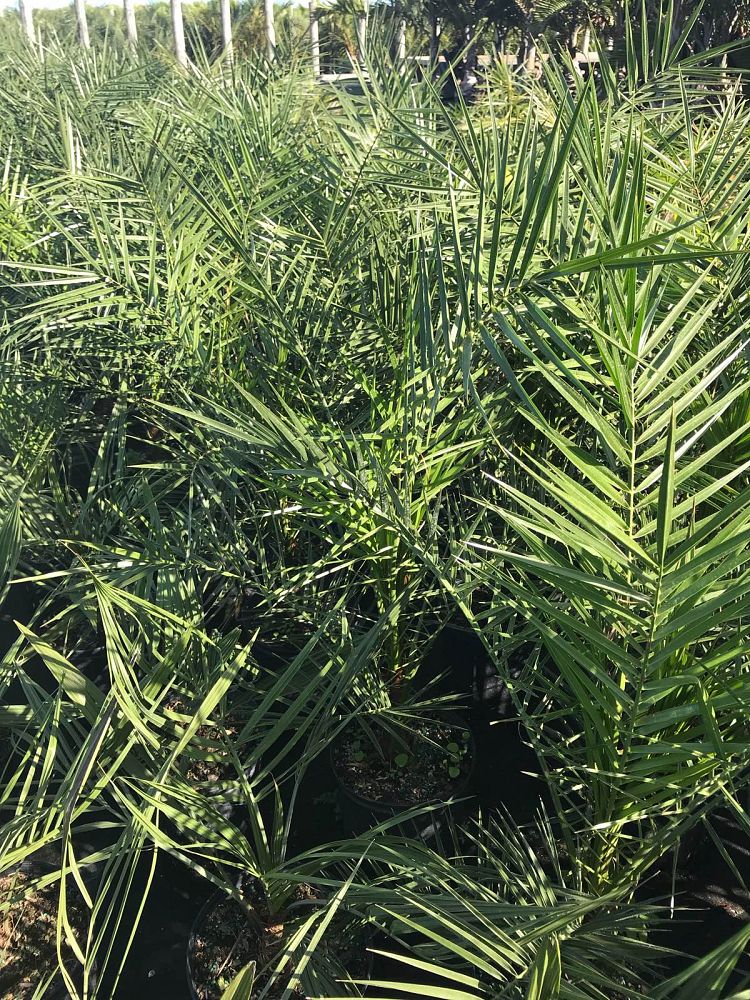phoenix-canariensis-canary-island-date-palm-pineapple-palm