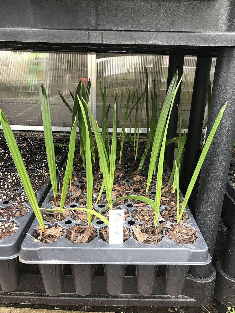 phoenix-canariensis-canary-island-date-palm-pineapple-palm