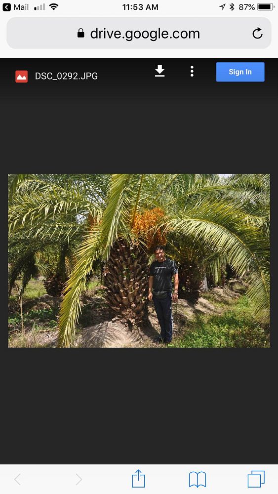 phoenix-canariensis-canary-island-date-palm-pineapple-palm