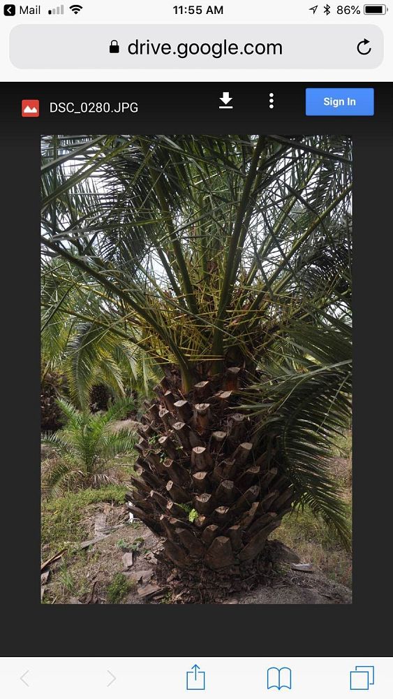 phoenix-canariensis-canary-island-date-palm-pineapple-palm