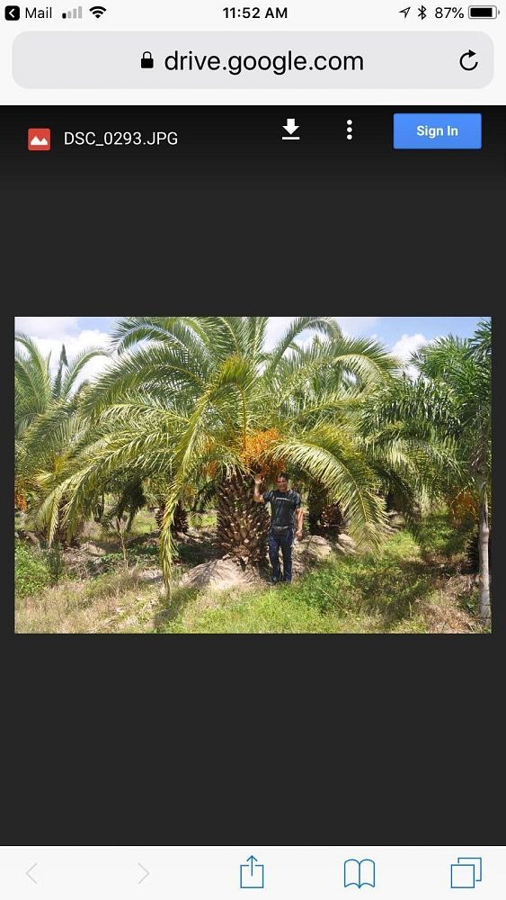 phoenix-canariensis-canary-island-date-palm-pineapple-palm