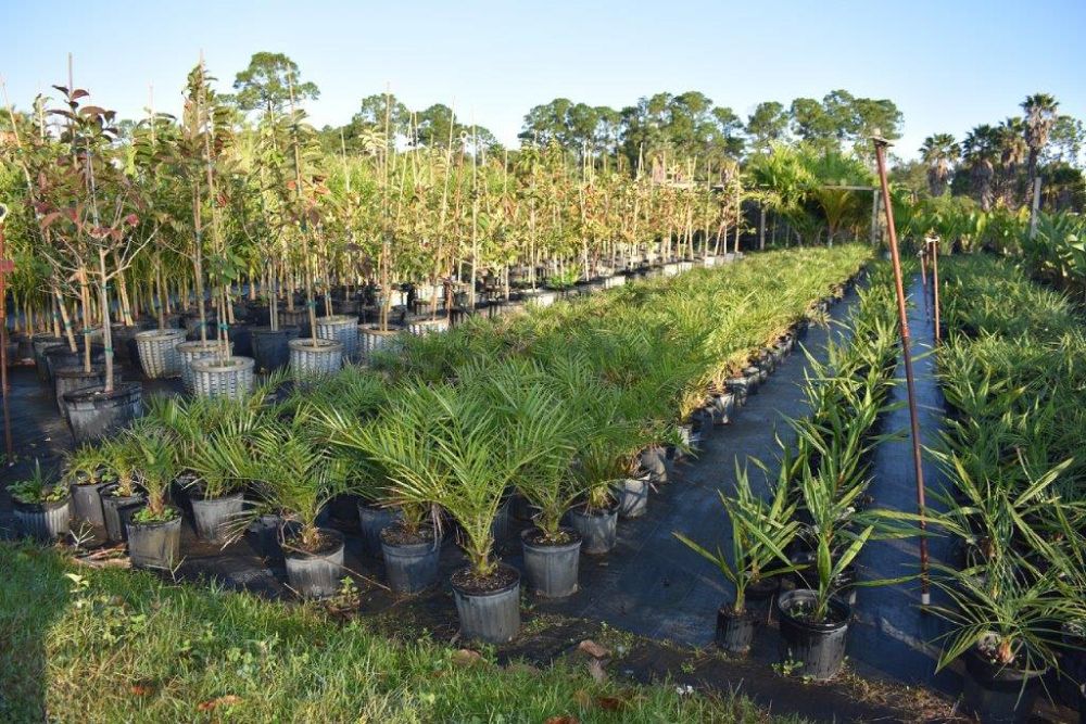 phoenix-canariensis-canary-island-date-palm-pineapple-palm