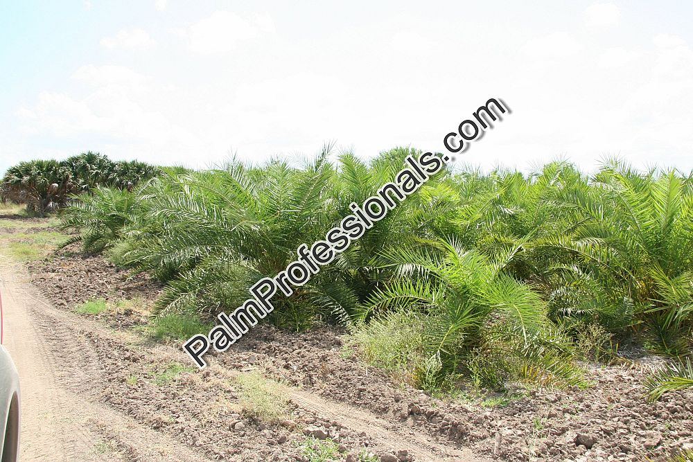 phoenix-canariensis-canary-island-date-palm-pineapple-palm