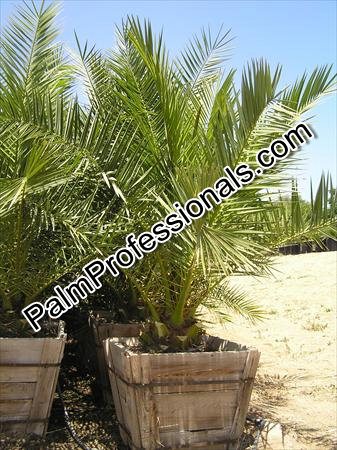phoenix-canariensis-canary-island-date-palm-pineapple-palm