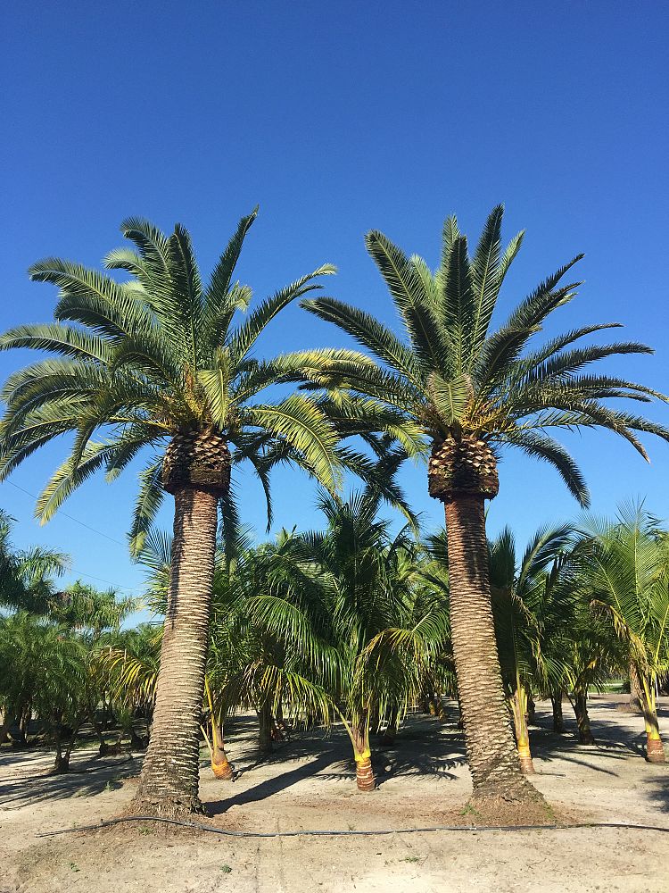phoenix-canariensis-canary-island-date-palm-pineapple-palm