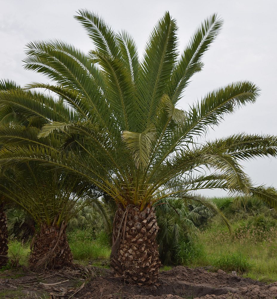 phoenix-canariensis-canary-island-date-palm-pineapple-palm