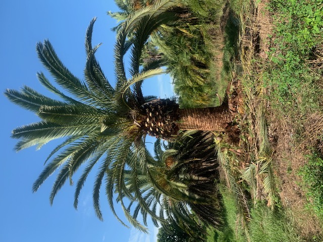 phoenix-canariensis-canary-island-date-palm-pineapple-palm