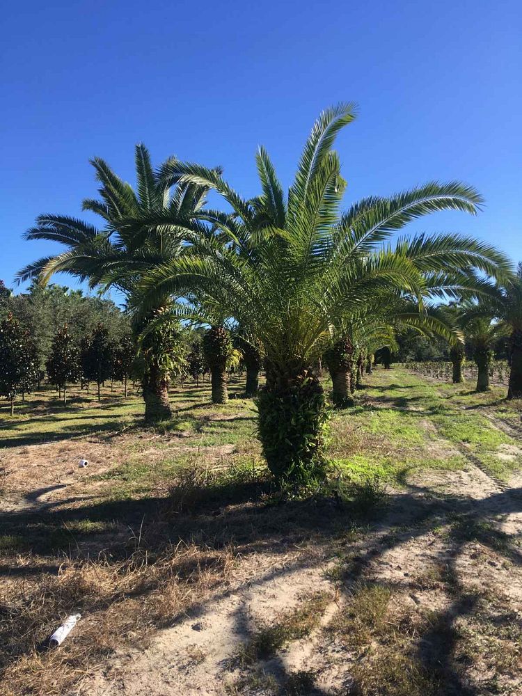 phoenix-canariensis-canary-island-date-palm-pineapple-palm