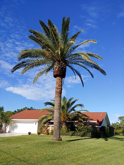 phoenix-canariensis-canary-island-date-palm-pineapple-palm