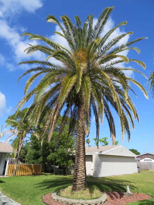 phoenix-canariensis-canary-island-date-palm-pineapple-palm