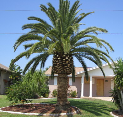 phoenix-canariensis-canary-island-date-palm-pineapple-palm