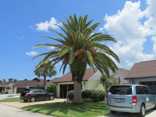 phoenix-canariensis-canary-island-date-palm-pineapple-palm