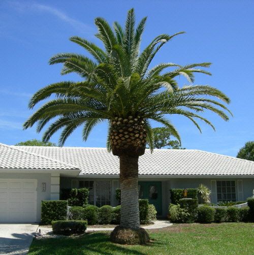 phoenix-canariensis-canary-island-date-palm-pineapple-palm