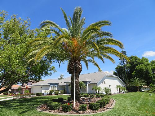 phoenix-canariensis-canary-island-date-palm-pineapple-palm