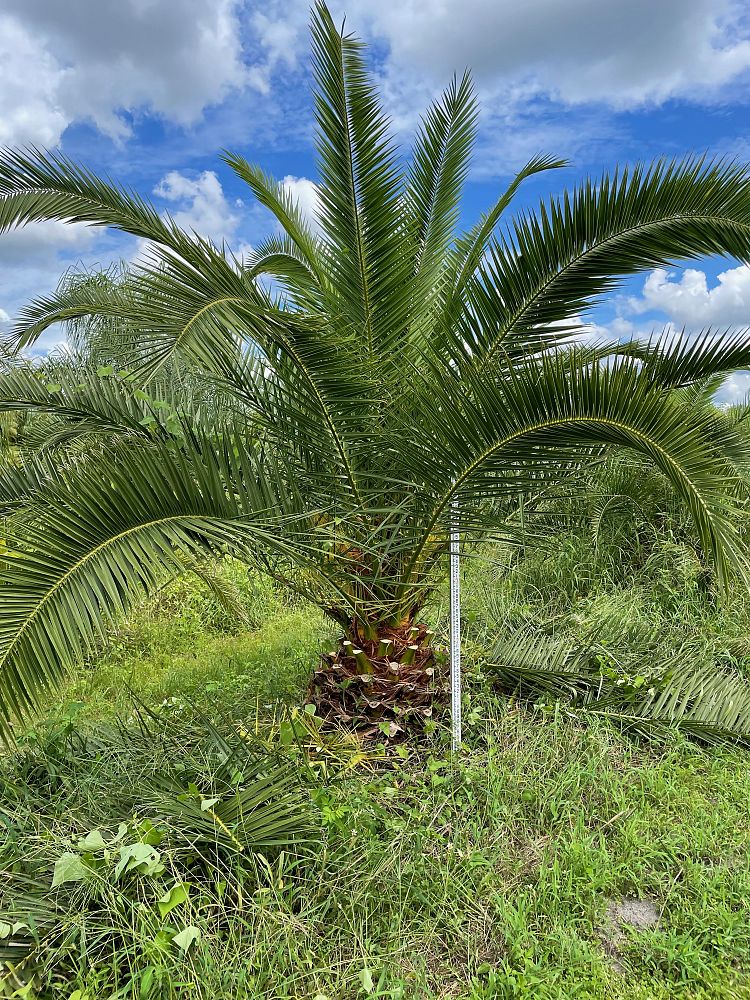 phoenix-canariensis-canary-island-date-palm-pineapple-palm