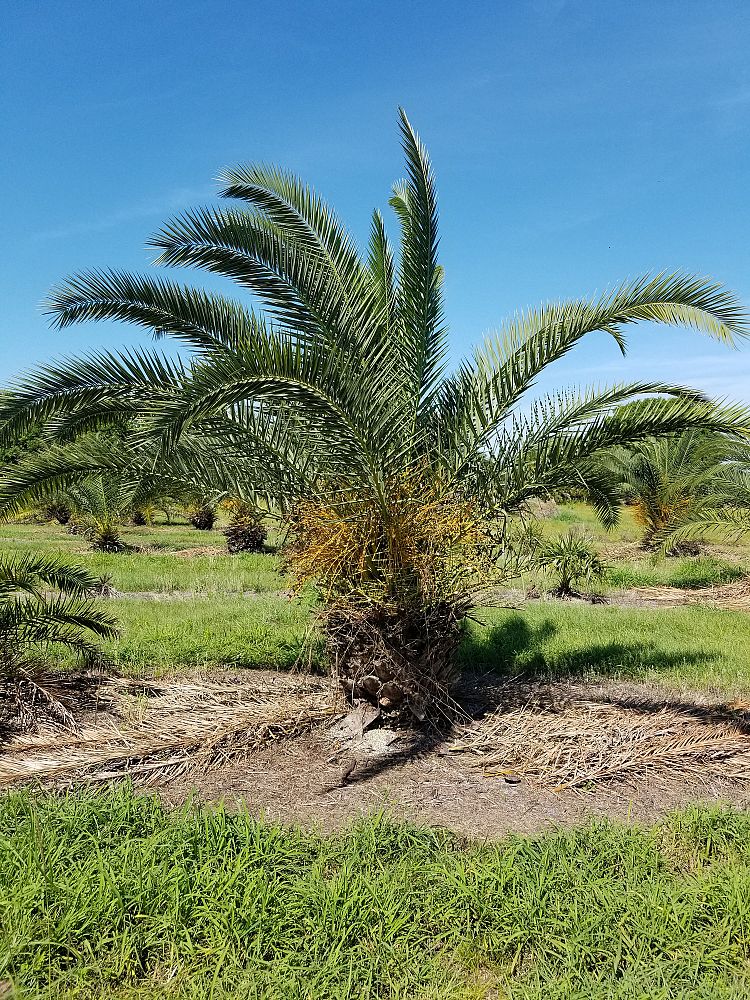 phoenix-canariensis-canary-island-date-palm-pineapple-palm