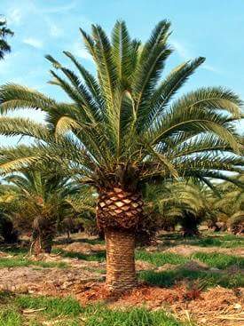 phoenix-canariensis-canary-island-date-palm-pineapple-palm