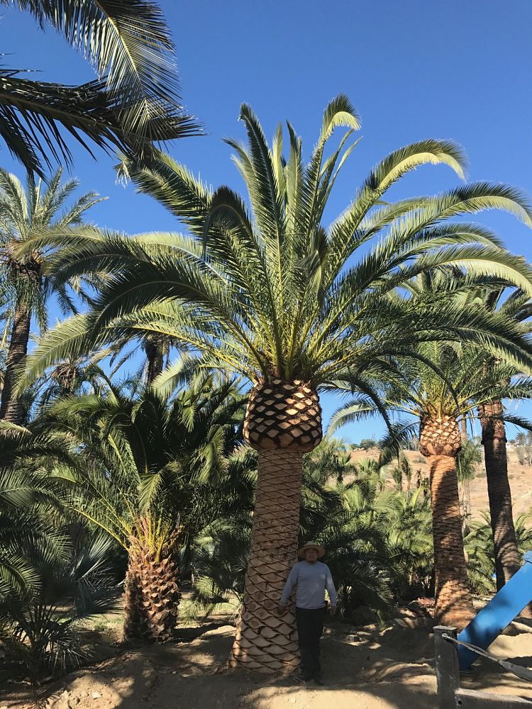 phoenix-canariensis-canary-island-date-palm-pineapple-palm