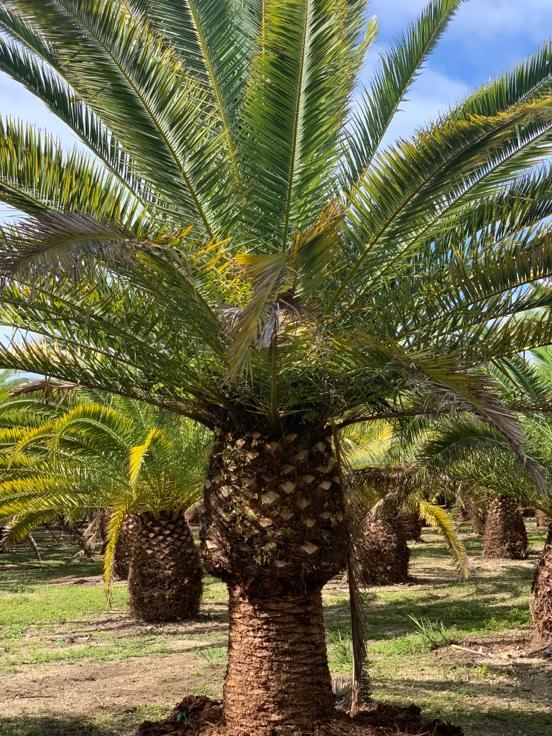 phoenix-canariensis-canary-island-date-palm-pineapple-palm
