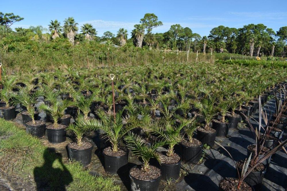 phoenix-canariensis-canary-island-date-palm-pineapple-palm