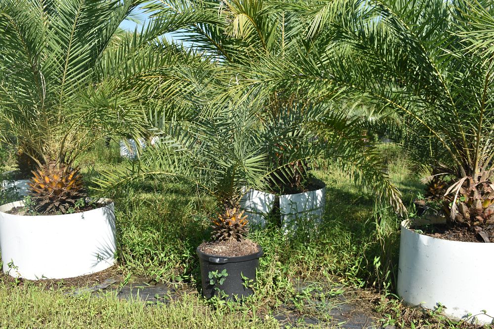 phoenix-canariensis-canary-island-date-palm-pineapple-palm
