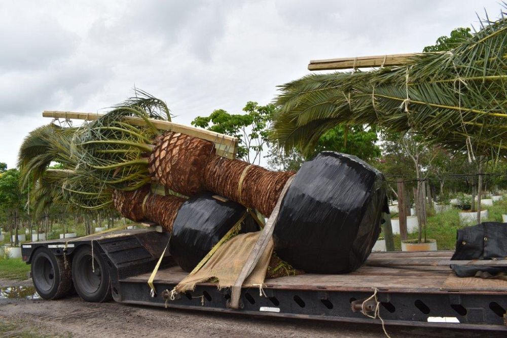 phoenix-canariensis-canary-island-date-palm-pineapple-palm