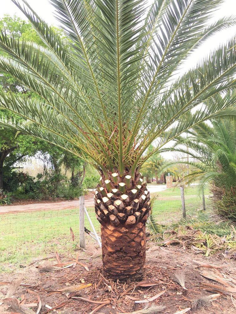 phoenix-canariensis-canary-island-date-palm-pineapple-palm