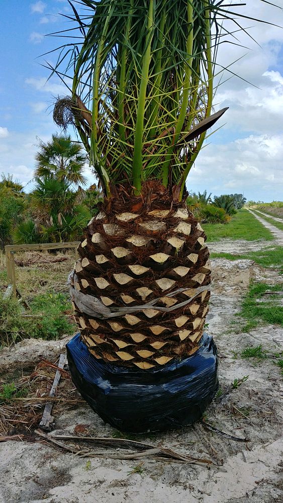 phoenix-canariensis-canary-island-date-palm-pineapple-palm