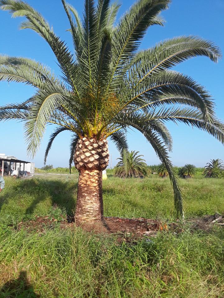 phoenix-canariensis-canary-island-date-palm-pineapple-palm