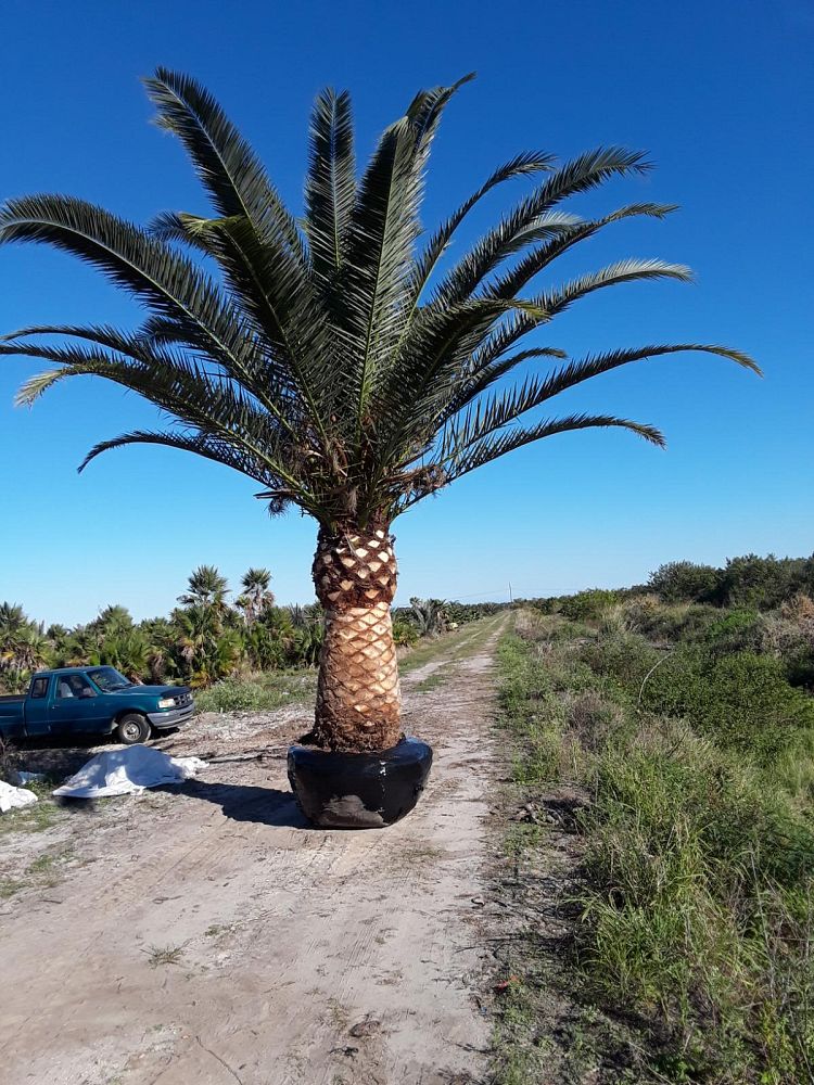 phoenix-canariensis-canary-island-date-palm-pineapple-palm