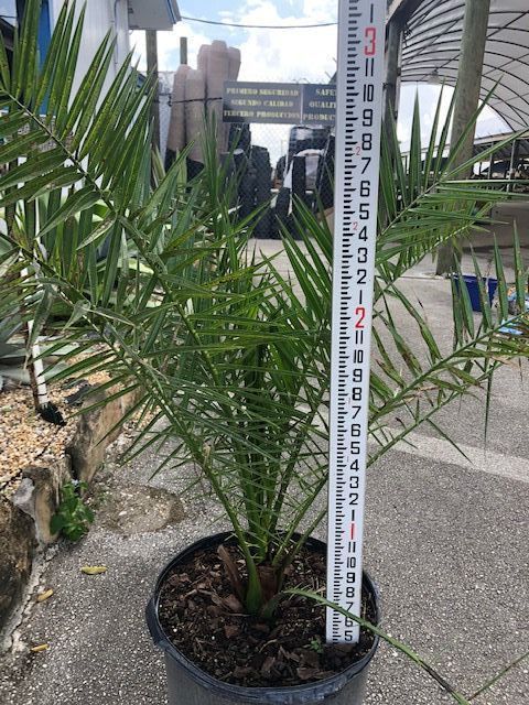 phoenix-canariensis-canary-island-date-palm-pineapple-palm