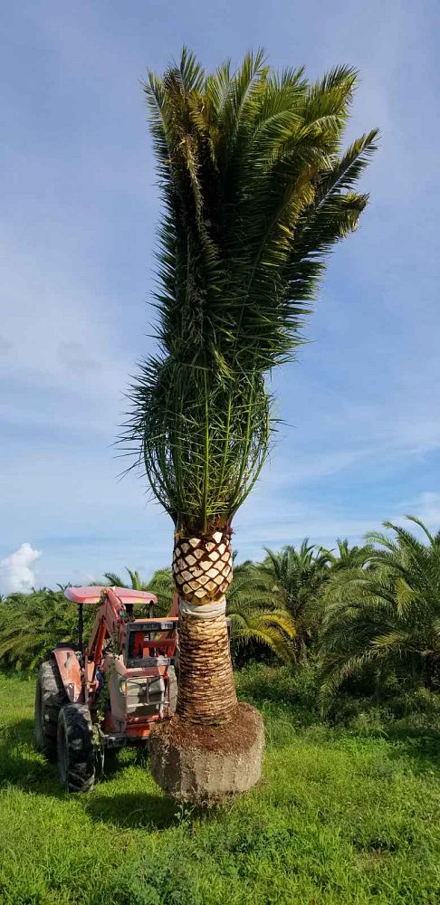 phoenix-canariensis-canary-island-date-palm-pineapple-palm