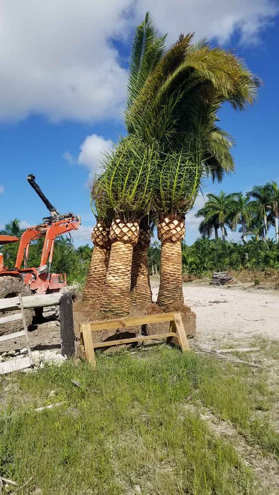 phoenix-canariensis-canary-island-date-palm-pineapple-palm