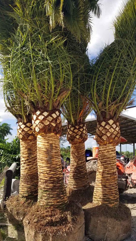 phoenix-canariensis-canary-island-date-palm-pineapple-palm