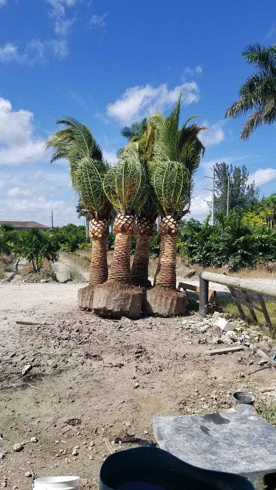 phoenix-canariensis-canary-island-date-palm-pineapple-palm
