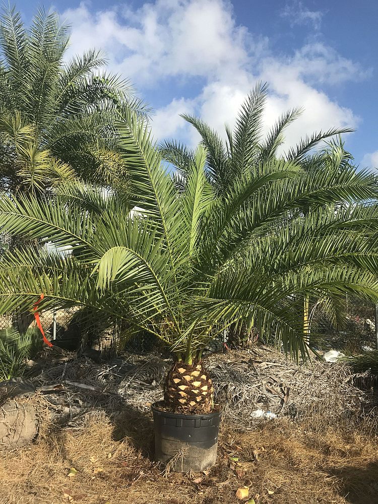 phoenix-canariensis-canary-island-date-palm-pineapple-palm